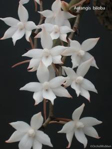 Aerangis biloba