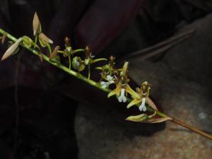 Coelogyne exaltata