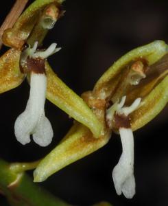 Coelogyne exaltata