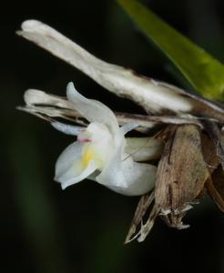 Agrostophyllum stipulatum