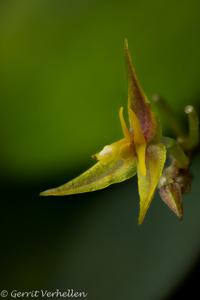 Lepanthes myiophora
