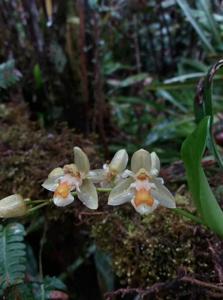 Chelonistele sulphurea