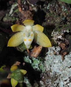 Tuberolabium odoratissimum