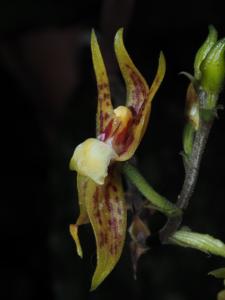 Plocoglottis plicata