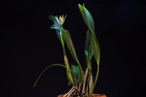 Prosthechea garciana