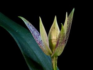 Prosthechea garciana