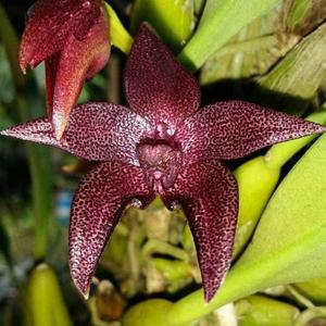 Bulbophyllum elevatopunctatum