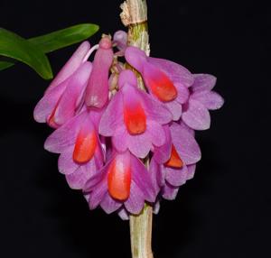 Dendrobium pseudoglomeratum