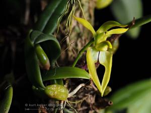 Bulbophyllum lasiochilum