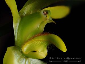 Bulbophyllum lasiochilum