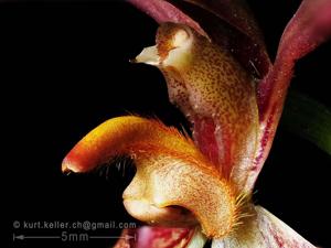Bulbophyllum lasiochilum