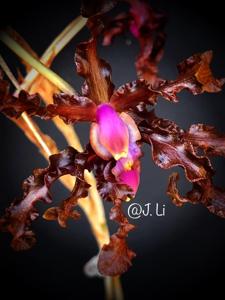 Laelia colombiana