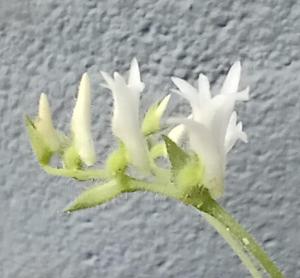 Lankesterella caespitosa