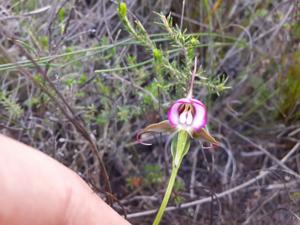 Disperis capensis var. capensis
