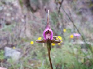 Disperis capensis