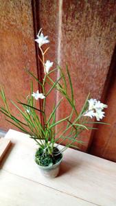 Dendrobium multiramosum