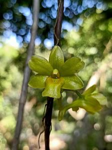 Dendrobium ionopus