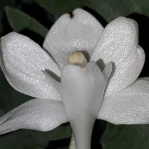 Amesiella monticola