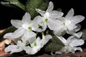 Hymenorchis javanica