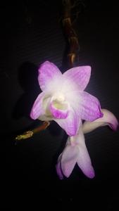 Dendrobium fairchildiae