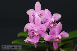 Phalaenopsis equestris var. rosea