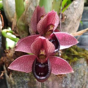 Catasetum pulchrum