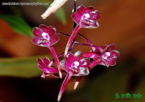 Dendrobium hymenophyllum