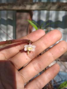 Dendrobium corydaliflorum