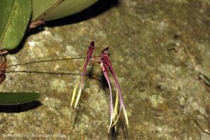 Bulbophyllum delitescens