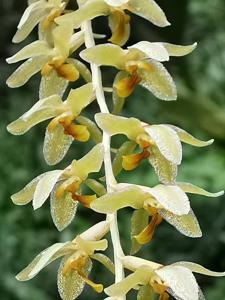 Coelogyne quisumbingiana