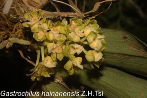 Gastrochilus hainanensis