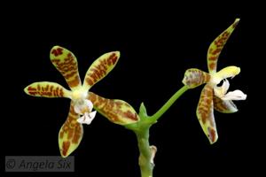 Phalaenopsis viridis