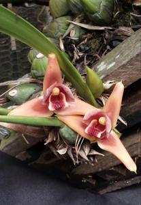 Maxillaria desvauxiana