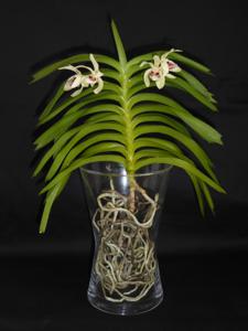 Vanda pumila
