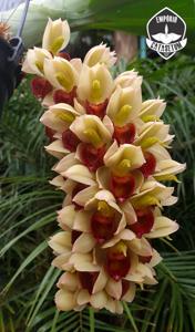 Catasetum cirrhaeoides