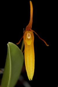 Restrepia aberrans