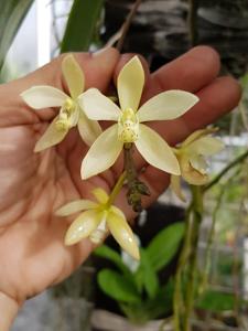 Brachypeza unguiculata