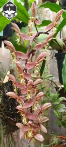 Catasetum gladiatorium