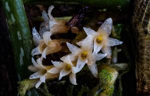 Campylocentrum neglectum