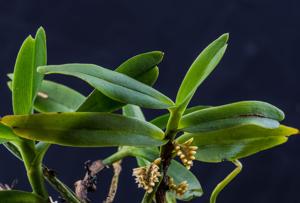 Campylocentrum neglectum