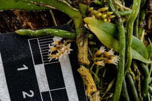 Campylocentrum neglectum