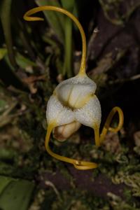 Masdevallia ampullacea