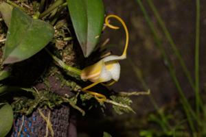 Masdevallia ampullacea