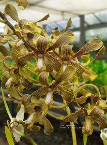 Dendrobium sylvanum