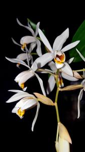 Coelogyne huettneriana