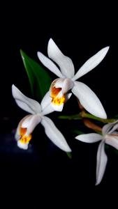 Coelogyne huettneriana