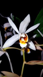 Coelogyne huettneriana