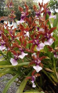 Miltonia clowesii