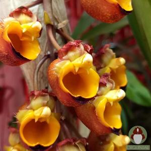 Catasetum longifolium