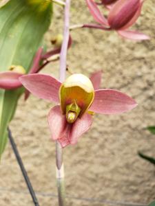 Catasetum matogrossense
